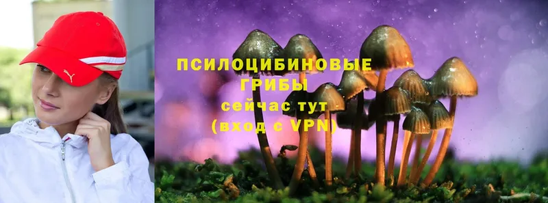 Галлюциногенные грибы Cubensis  что такое   Неман 